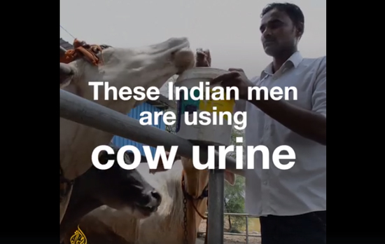 牛尿能治病吗？这些印度人说：是的，还能治癌呢！