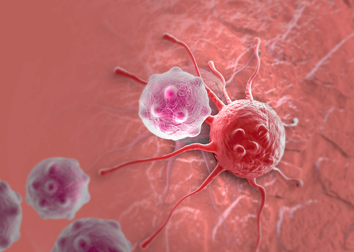 细胞癌变与“自毁蛋白”无处立足有关