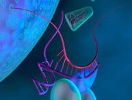 最新证据动摇RNA假说