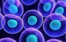干细胞疗法最新突破：人类