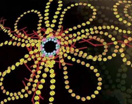 《Science》首次报道半甲基化DNA新功能