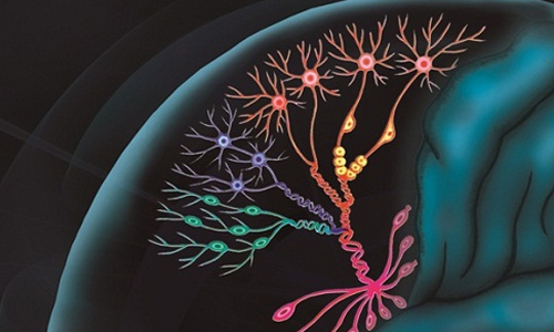 中国团队绘制出人脑前额叶发育的单细胞图谱