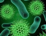 科学家合成出可杀灭“超级细菌”的抗生素