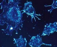 Science：新型抗体可直接抑制抗原逃逸，助力NK细胞有效对抗癌症