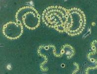 中国科学家发现新陈代谢新途径