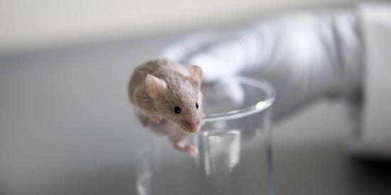 科学家在老鼠身上培育人类大脑组织，可生长233天