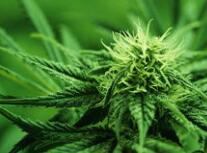 大麻可以用于治疗卵巢癌