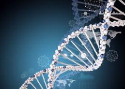 解开 DNA 之结：美国麻省理工学院的化工学家们找到了解开 DNA 分子扭结的小窍门