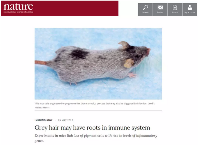 年纪轻轻就有白发？你的免疫系统可能不正常！