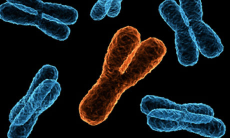 科学家发现Y染色体基因的新角色——对抗白血病