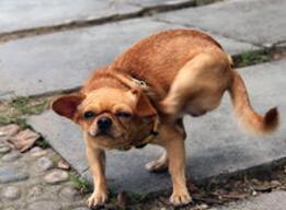 《科学》：痒，痒，痒……痒不欲生，或许是你皮肤里的止痒细胞死翘翘了