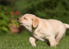 一项逆转狗年龄试验已获美军方支持，遗传学大牛有意成为首批人类逆龄“试验品”