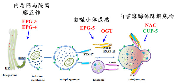 我国科学家鉴定出多细胞生物特有自噬新基因