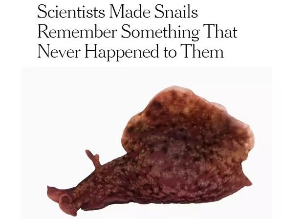 记忆移植？科学家已经在动物实验中实现了