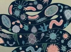 “追随你的肠道”：科学家发现肠道微生物代谢物影响脑部疾病的重要机制