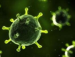 一种猪病毒或威胁人类，类似病毒曾导致非典