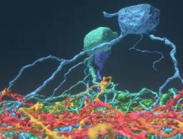 26万电脑游戏玩家帮助科学家创建视网膜神经元地图