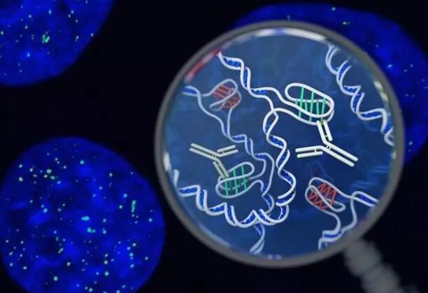人体确认存在新的DNA结构，或与人类衰老、癌症有重大关联
