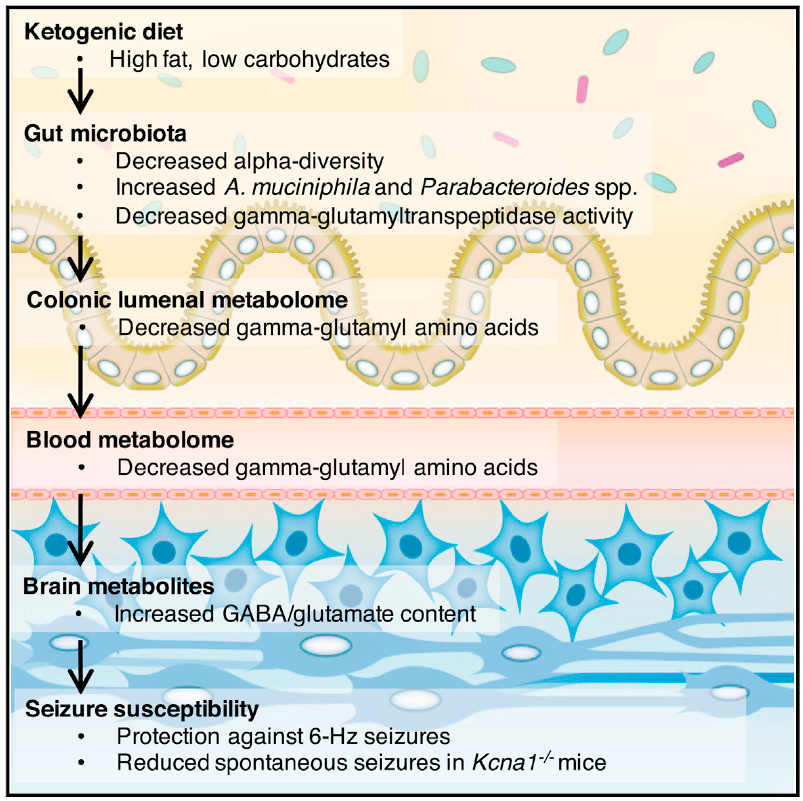首次发现：人类“第二基因组”可对抗癫痫