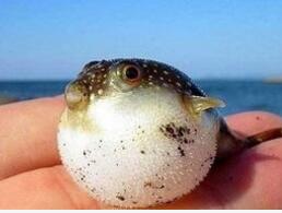 吃河豚中毒将有药可救