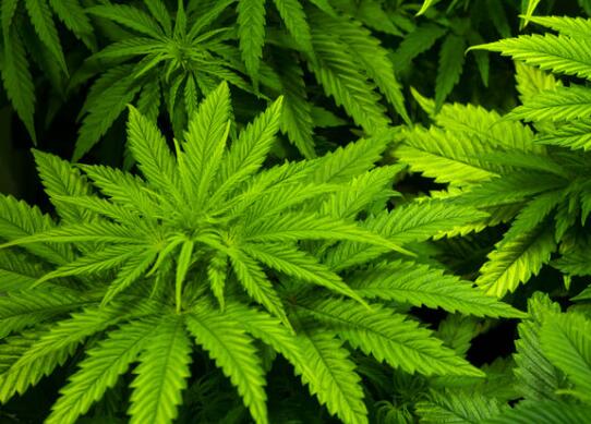 大麻真能治愈癌症？让我们问问专家！