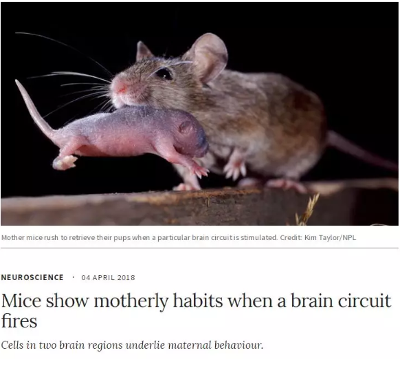 “母爱无私”也是有科学依据的！