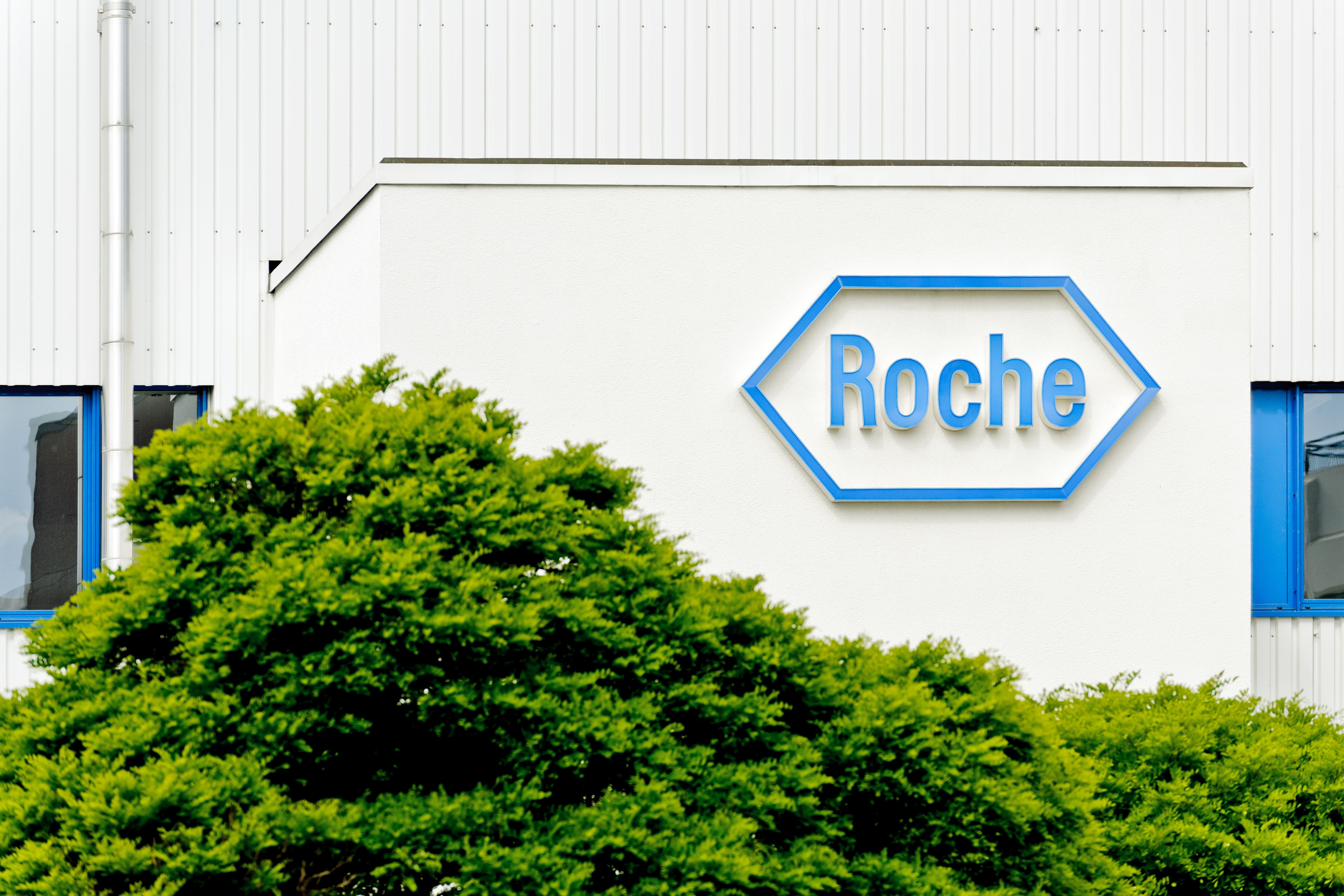 罗氏Hemlibra获得无VIII因子抑制物A型血友病治疗优先审评认定