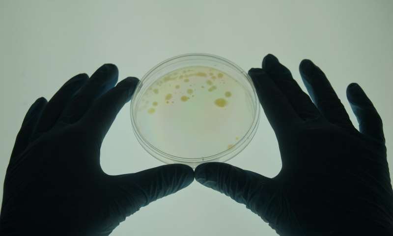 最新研究：有益细菌的免疫接种可以使大脑降低焦虑、抑郁、压力感