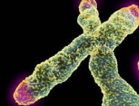 科学家首次报道在DNA制备中捕获端粒酶并发现其内部机制，或助力癌症靶向治疗