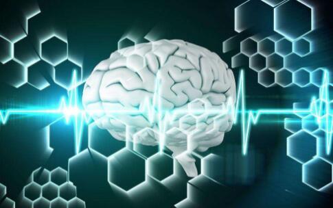 想知道大脑如何运作？先画一张脑数字图谱