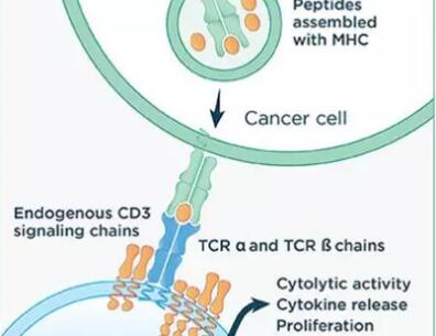 Gilead TCR疗法有望治疗HPV阳性实体瘤