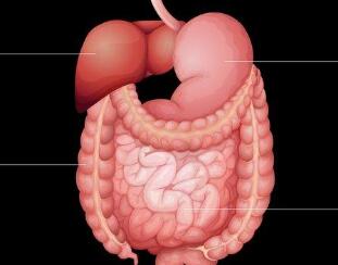 我国科学家首次系统揭示人类消化道发育细胞图谱