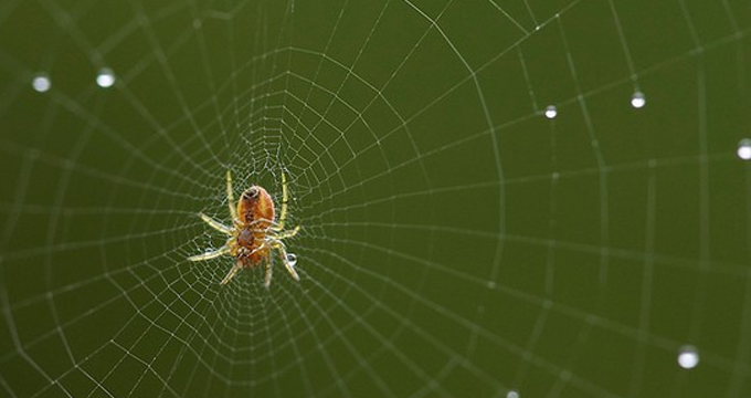 蜘蛛丝获灵感，科学家研制出新型抗癌疫苗递送载体