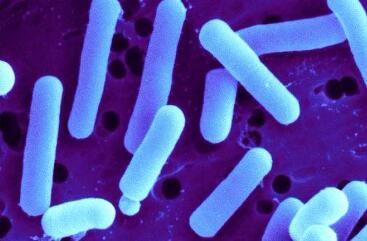 “隐形器官”与大脑关联密切