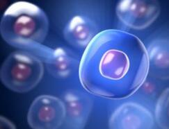 造血干细胞为何存在于骨髓中？免受紫外线伤害是关键