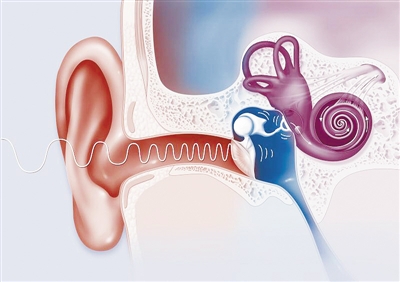 想当“听风者”？ 得由耳蜗毛细胞说了算