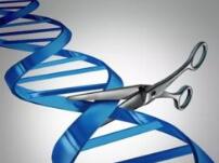 科学家完成 CRISPR-Cas13a 介导的精确定点 RNA 编辑的人工机器