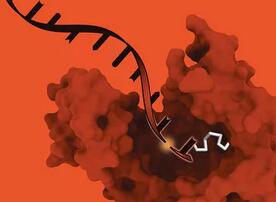 《Nature Biotechnology》公布合成DNA新方法