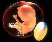 Cell：颠覆认知！胚胎发育竟缺不了“垃圾DNA”