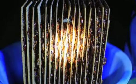 四川这个地方养了60亿只蟑螂！制药、牙膏、面膜…年产值超10亿元