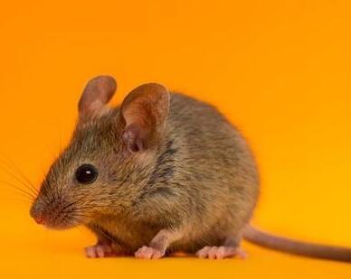 NASA 送老鼠上天，动物体内微生物群能否适应太空