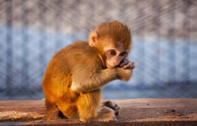 人类心肌细胞可极大修复猴子受损的“心”