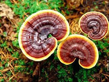 科学家用灵芝当妙药 “饿死”肿瘤细胞