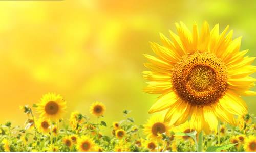 吉林大学科学家从向日葵花盘提取出抗痛风有效成分