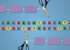 这种病毒离用于治疗脑癌，只差基因编辑这一步！