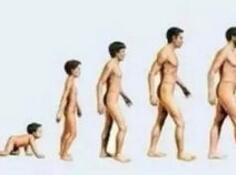 研究揭示为何身体强壮的男性寿命却不及柔弱的女性