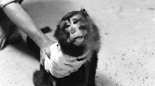 17只猕猴残忍受虐后安乐死，换来现代中风幸存者曙光