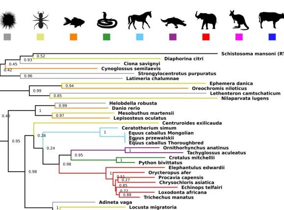 跳跃基因：物种跨越，人类进化的新型遗传方式？