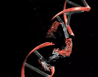 CRISPR再曝重大漏洞！遗传学大牛发现CRISPR/Cas9会在作用靶点远处导致大规模DNA删除