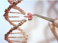 基因编辑“造人”可以开绿灯了？